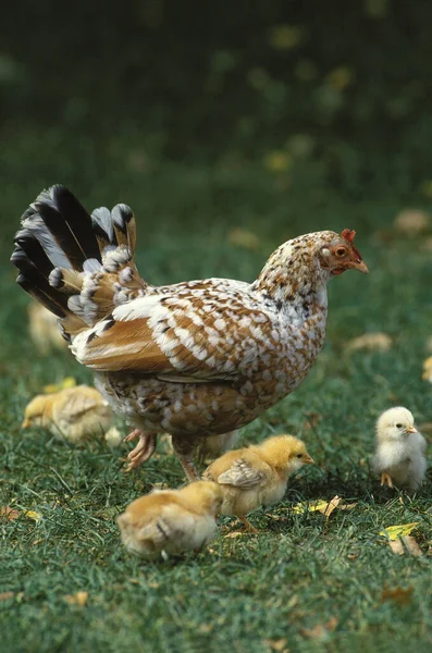 Hen Chicks Standing Grass — Stock Photo, Image