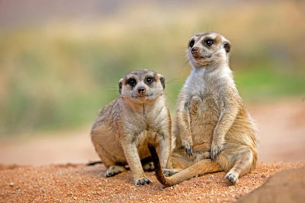 Meerkat Suricata Suricatta Adultos Sentados Sunning Fora Burrow Namíbia — Fotografia de Stock