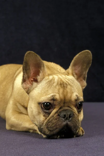 Francouzský Buldok Portrét Smutného Psa — Stock fotografie