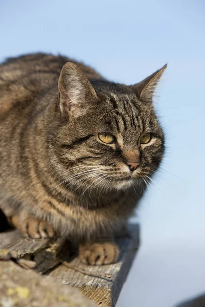 棕色Tabby家猫 雌性站在木堆上 诺曼底 — 图库照片