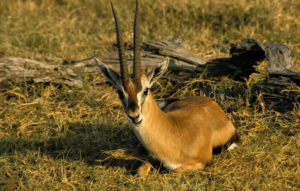 Thomson Gazelle Gazella Thomsoni Male Laying Masai Mara Park Kenya — Stockfoto