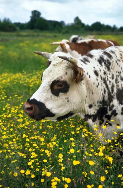 Vaca Normandía Con Flores Calvados Normandía —  Fotos de Stock