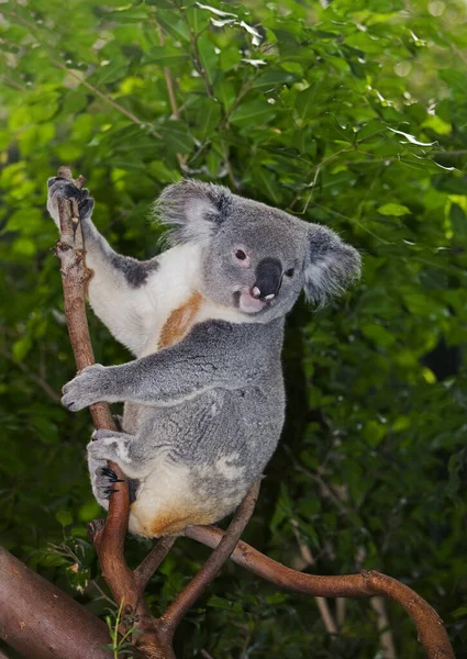 Koala Phascolarctos Cinereus Vrouw Zittend Tak — Stockfoto