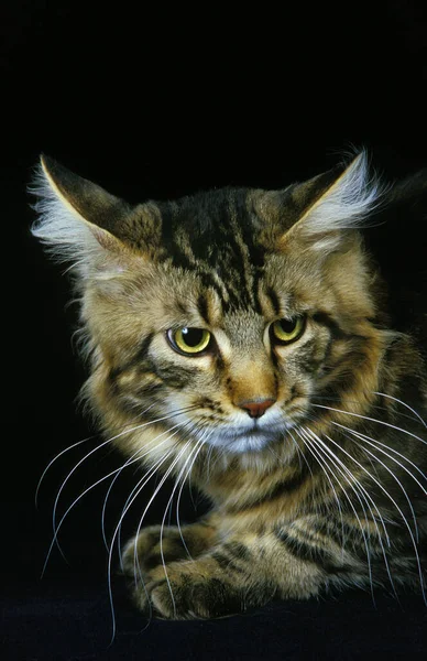 Brown Tabby Maine Coon Εγχώρια Γάτα Πορτρέτο Της Γάτας Κατά — Φωτογραφία Αρχείου