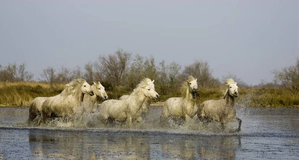 Camargue Horse Herd Stojící Bažině Camargue Jihu Francie — Stock fotografie