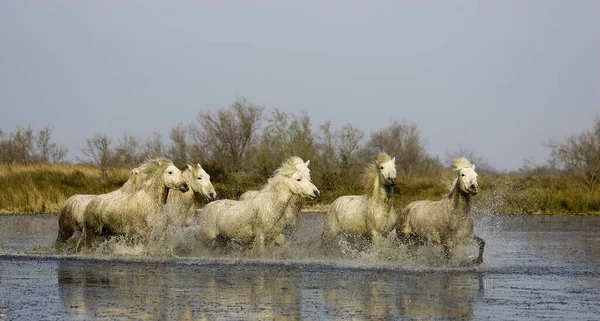 Camargue Atı Herd Bataklıkta Camargue Güney Fransa — Stok fotoğraf