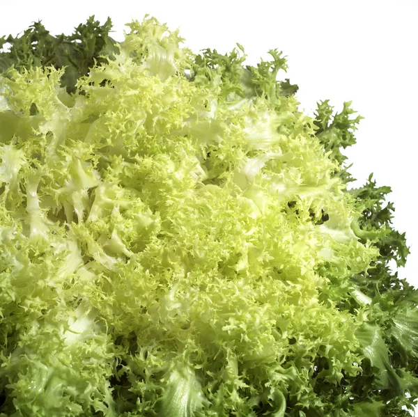 Frisee Achicoria Ensalada Rizada Cichorium Intybus Contra Fondo Blanco — Foto de Stock