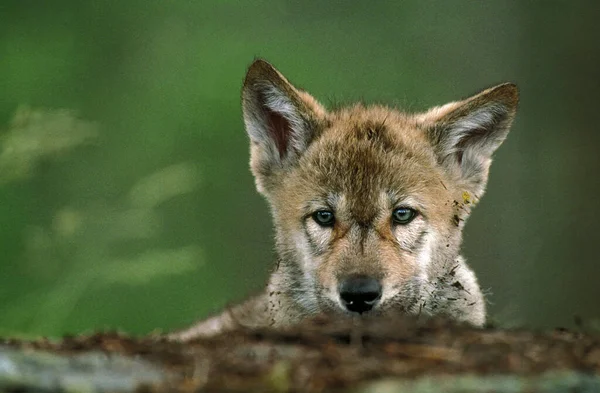 Lobo Europeu Canis Lupus Retrato Cachorro — Fotografia de Stock