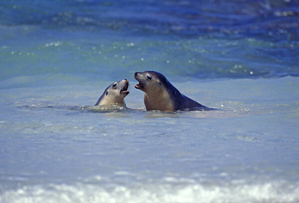 Australian Sea Lion, neophoca cinere, Adults playing in Ocean, Australia  