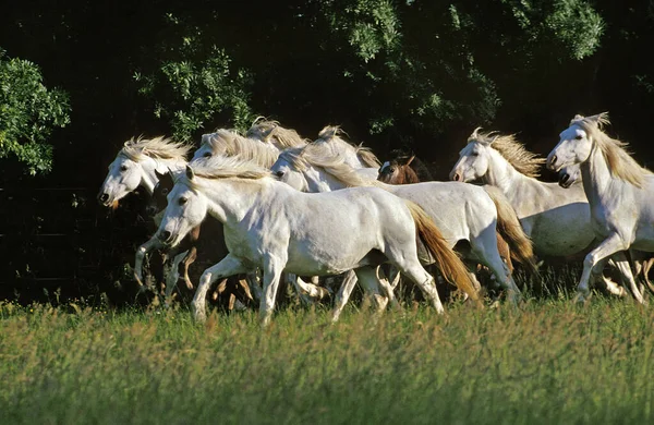 カマルグ ホース牧草地に立つ群れ — ストック写真