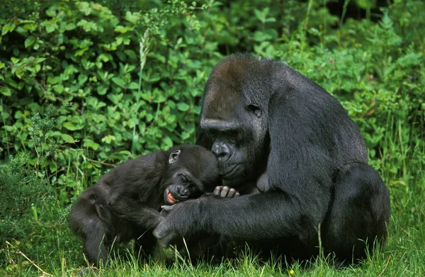 Gorilas Orientales Las Tierras Bajas Gorila Gorilla Graueri Madre Con — Foto de Stock
