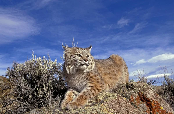 Bobcat Lynx Rufus Adult Laying Rocks Canada — стокове фото