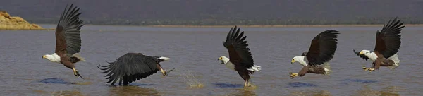 African Fish Eagle Haliaeetus Vocifer Fishing — Stok fotoğraf