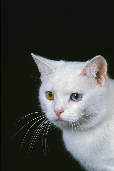 Manx Inhemska Katt Tailless Ras Porträtt Med Olika Färger Ögon — Stockfoto