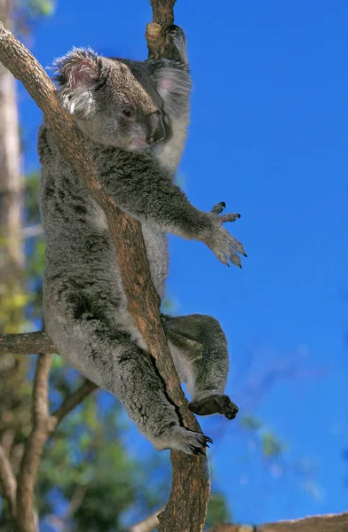 Koala Phascolarctos Cinereus Erwachsener Auf Ast Sitzend Australien — Stockfoto