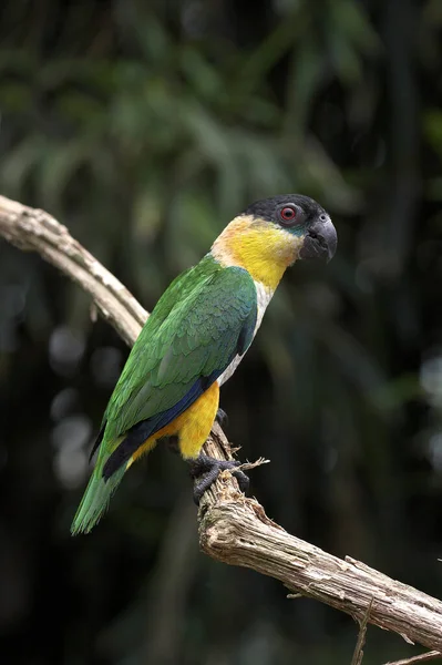 Svart Papegoja Pionjärer Melanocephala Vuxen Stående Grenen — Stockfoto