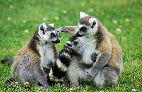 Lemur Cola Anillada Lemur Catta Adultos Sentados — Foto de Stock