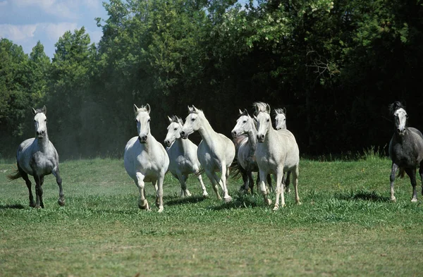 Lipizzan Horses Herd Galloping Meadow — Stok fotoğraf