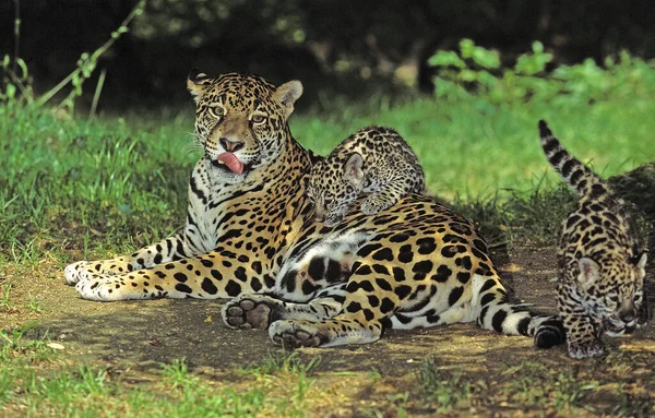 Jaguar Panthera Onca Mother Cub — Stok fotoğraf