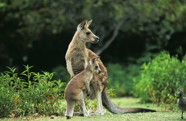 Eastern Grey Kangaroo Makropus Giganteus Matka Joeyem Australia — Zdjęcie stockowe