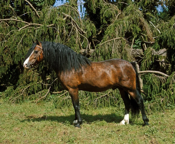 Welsh Pony Naturalne Tło — Zdjęcie stockowe