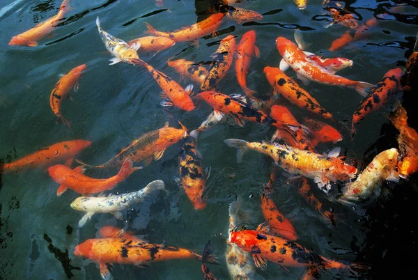 Carpa Koi Cyprinus Carpio —  Fotos de Stock