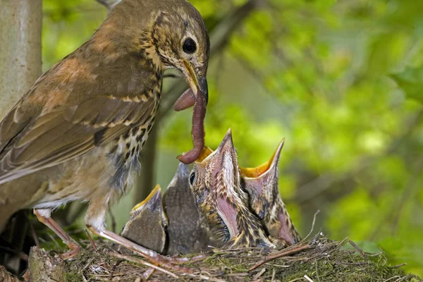 Song Thrush Turdus Philomelos Nest Normandy — Stock Photo, Image