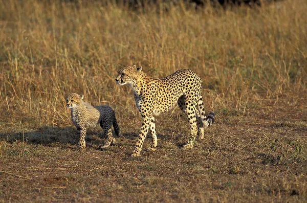 Gepárd Acinonyx Jubatus Anya Kölyökkel Masai Mara Park Kenyában — Stock Fotó