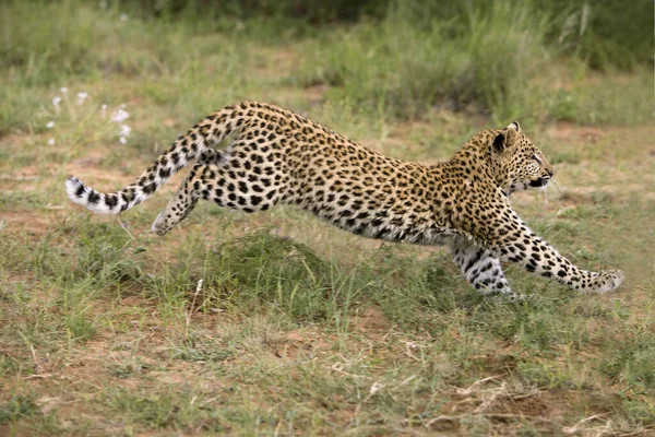 Leopardo Panthera Pardus Months Old Cub Running Namibia —  Fotos de Stock