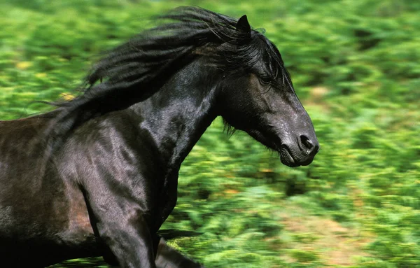 Cavalo Pottok Adulto Galopando Com Uma Juba Fluente — Fotografia de Stock