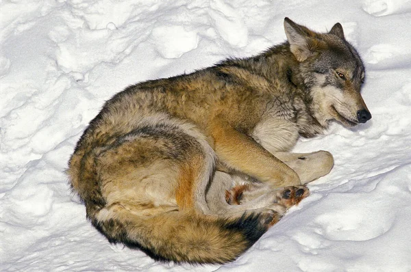 Europese Wolf Canis Lupus Volwassen Slapende Sneeuw — Stockfoto