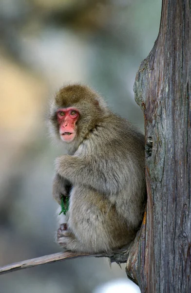 Macaco Japonés Macaca Fuscata Adulto Parado Rama Isla Hokkaido Japón — Foto de Stock