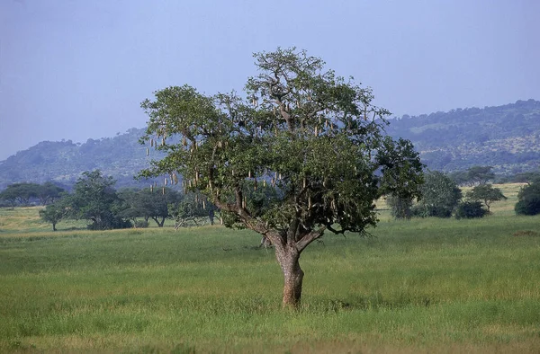 Дерево Сосисок Кигелия Африкана Парк Тарангире Танзании — стоковое фото