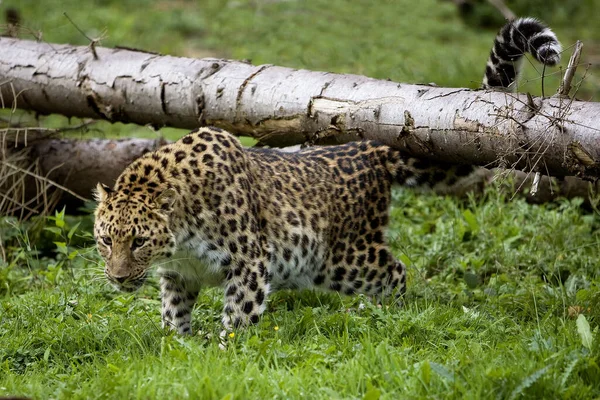 Amur Fard Panthera Pardus Orientalis — стоковое фото