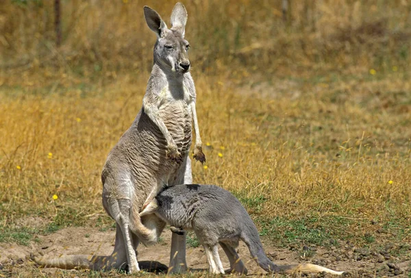 Canguru Vermelho Rufo Macropus Mãe Com Joey Chupando Austrália — Fotografia de Stock