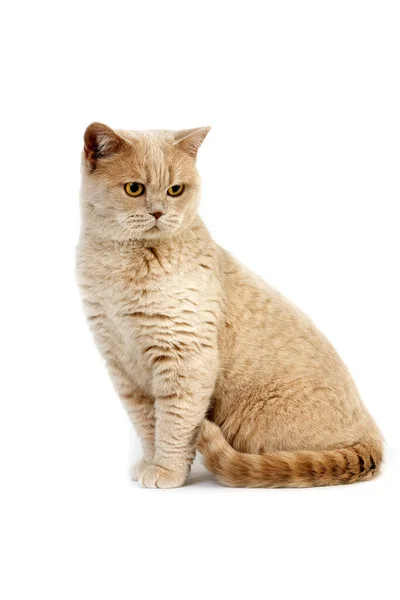 Cream British Shorthair Domestic Cat Female Sitting White Background — Stock Photo, Image