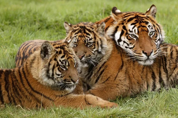 Tigre Sumatra Pantera Tigris Sumatrae Madre Con Cachorro —  Fotos de Stock