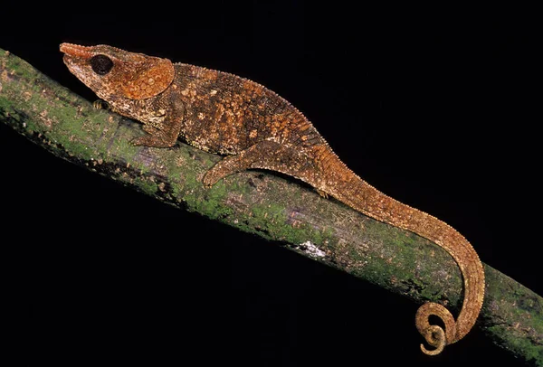 Krótkorogi Kameleon Calumma Brevicornis Dorosły Stojący Gałęzi Czarnym Tle — Zdjęcie stockowe