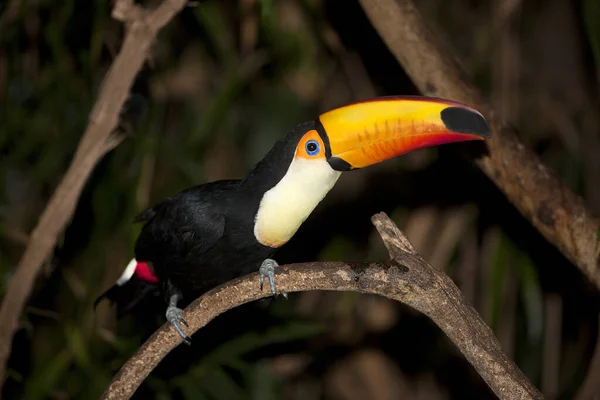 Toco Toucan Ramphastos Toco Erwachsener Auf Ast Stehend — Stockfoto