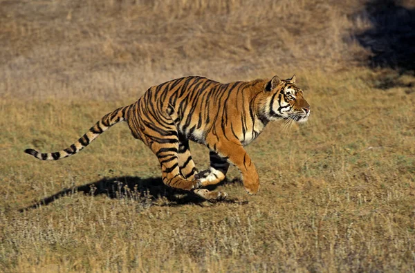 Бенгальский Тигр Panthera Tigris Tigris Бег Взрослых — стоковое фото