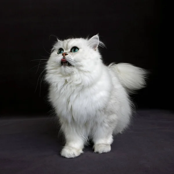 Chinchilla Persian Domestic Cat Green Eyes Cat Standing Agaisnt Black — 스톡 사진