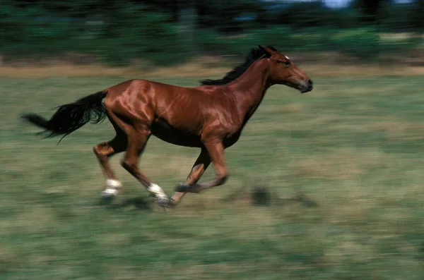 Selle Francais Horse Galloping Paddock — Stockfoto
