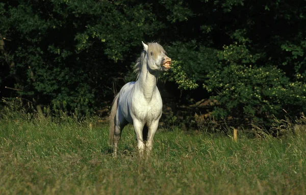 Camargue Horse Adult Flehming — Stock fotografie