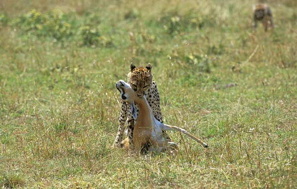 Cheetah Acinonyx Jubatus Adulte Tué Gazelle Thomson Masai Mara Park — Photo