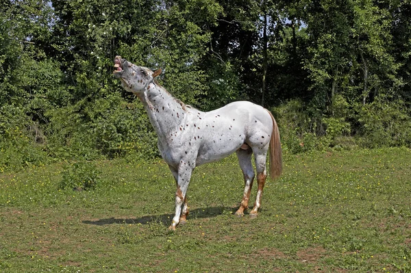 Koń Appaloosa Marudzenie Dorosłych — Zdjęcie stockowe