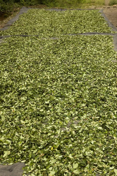 Coca Erythroxylum Coca Leafs Memproduksi Cocaine Drying Leaves Pilcopata Village — Stok Foto