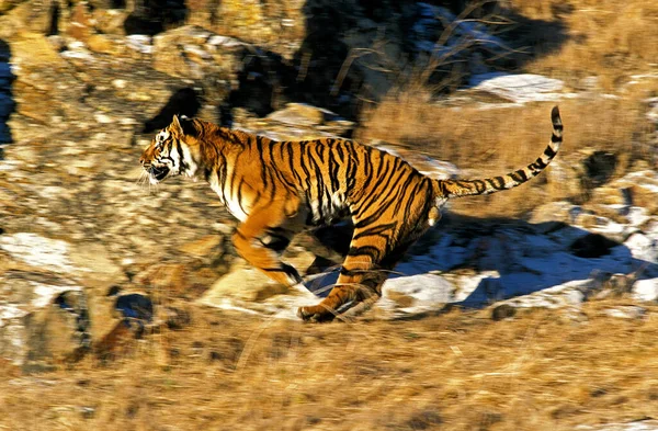 Tigre Bengala Pantera Tigris Tigris Carrera Adultos — Foto de Stock