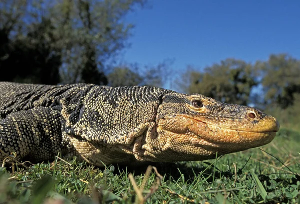 Monitor Água Lagarto Varanus Salvador Close Cabeça — Fotografia de Stock