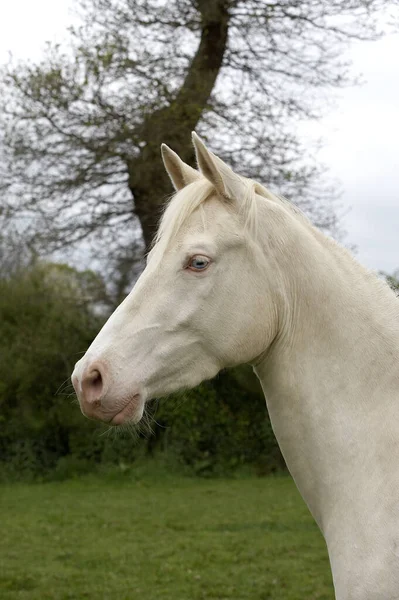Akhal Teke Raça Cavalo Turquemenistão Retrato Adulto — Fotografia de Stock