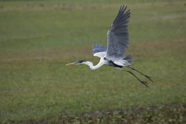 Белошейная Цапля Ardea Cocoi Взрослый Полете Лос Лианос Венесуэле — стоковое фото